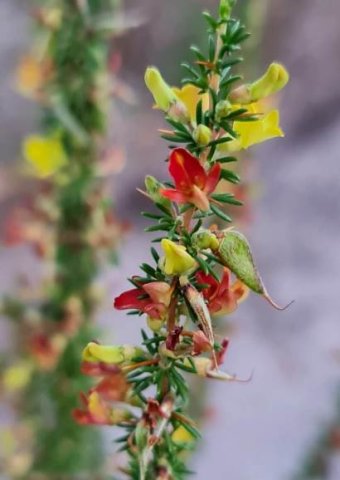 Aspalathus spinosa subsp. spinosa flowers and pods